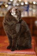 BRITISH SHORTHAIR 041